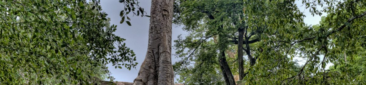 Emmin ihmeellinen elämä