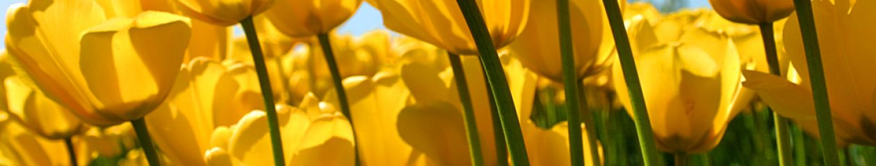 Oma sivusto: Minnatuulia Koski