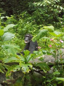 Male chimpanzee called Makoko